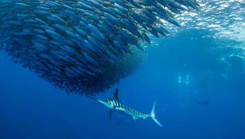 Sailfish _Istiophorus platypterus_pez vela