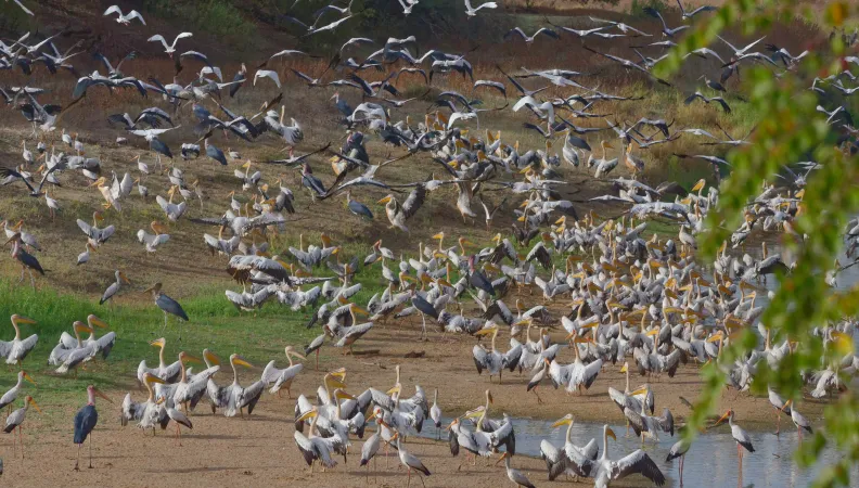 Protéger les oiseaux d’eau dans les grandes zones humides sahéliennes