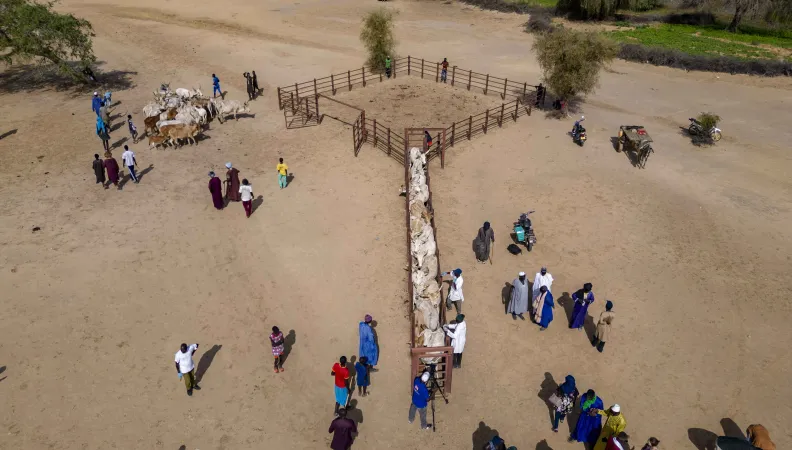 Pastoralisme au Sénégal, région Podor