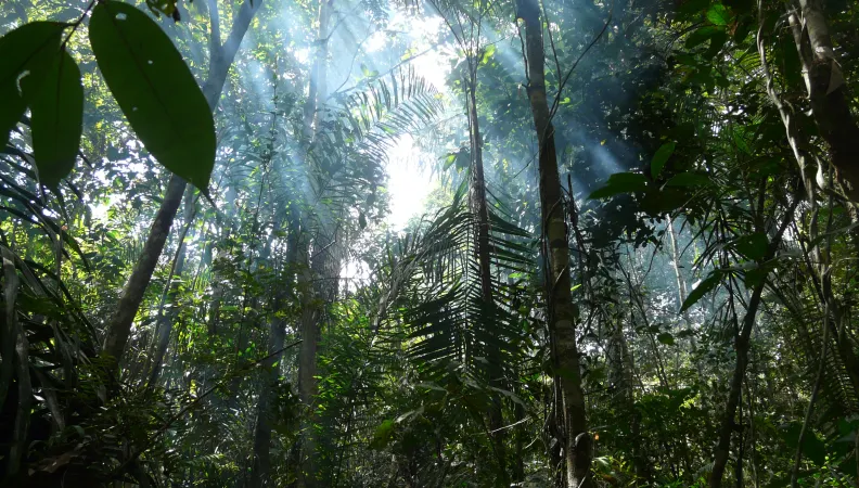 Forêt biodiversité