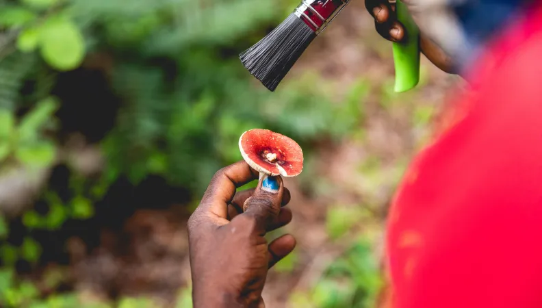 Reports-Africa-Mozambique-2020-January-Momentum Production