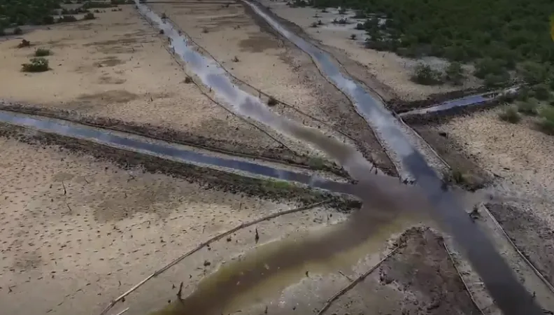 Mexique (Campeche) : 21eme congrès international des sciences de l’environnement et restauration des mangroves