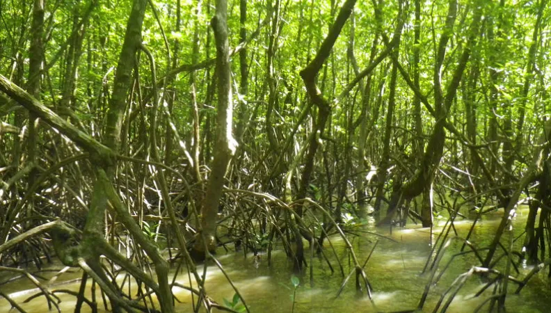 Des évènements sur les mangroves