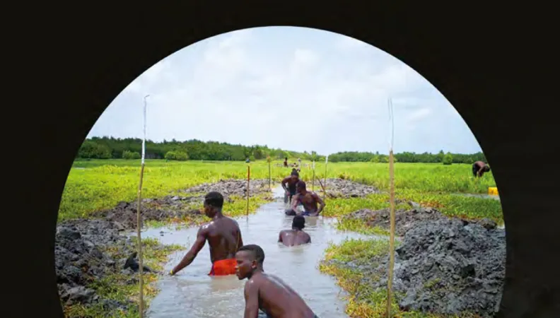 Guide méthodologique pour la restauration des mangroves – FFEM – 2024
