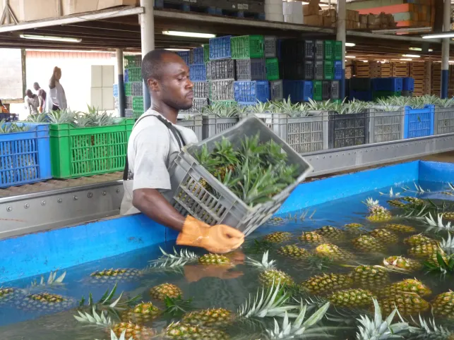 Production d'ananas, Côte d'Ivoire