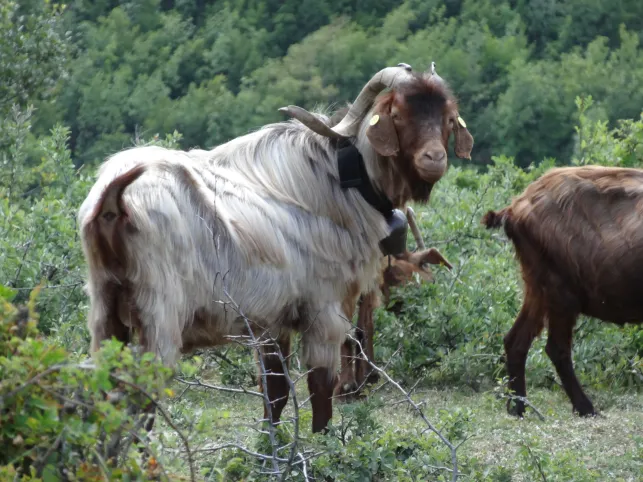 2013-Albanie © Didier Simon, FFEM (20)