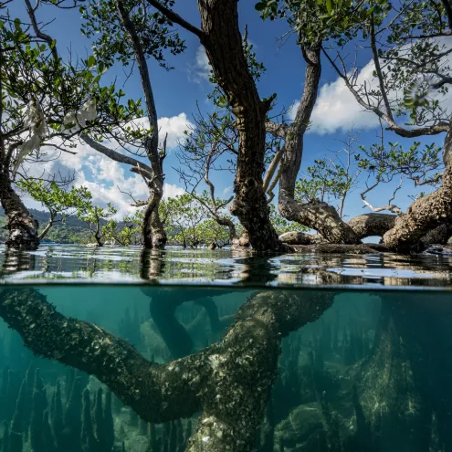 Image sous-marine_Mangroves 