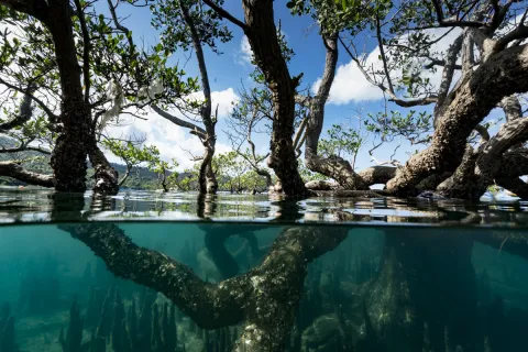 Mangrove