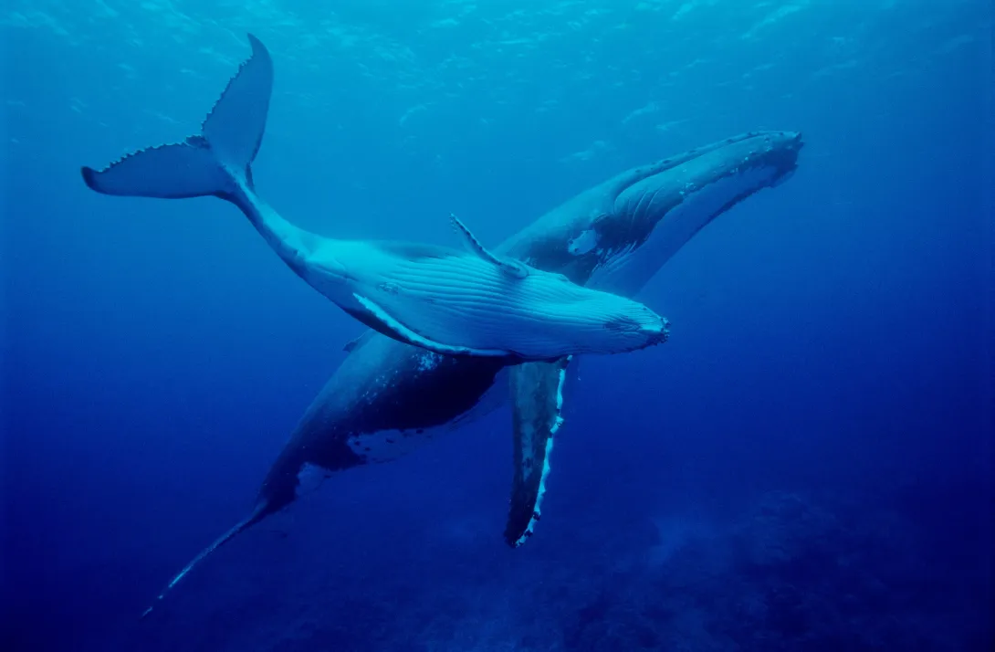 baleine nageant dans l'océan