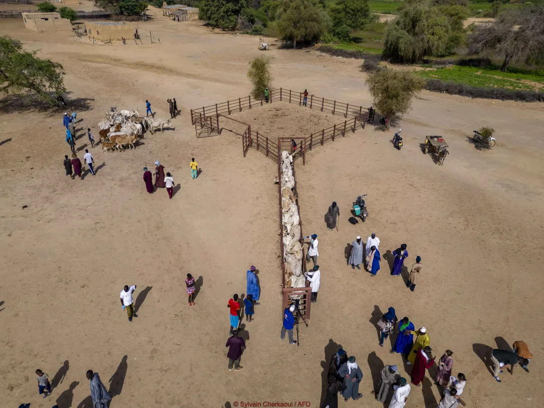 Pastoralisme au Sénégal, région Podor