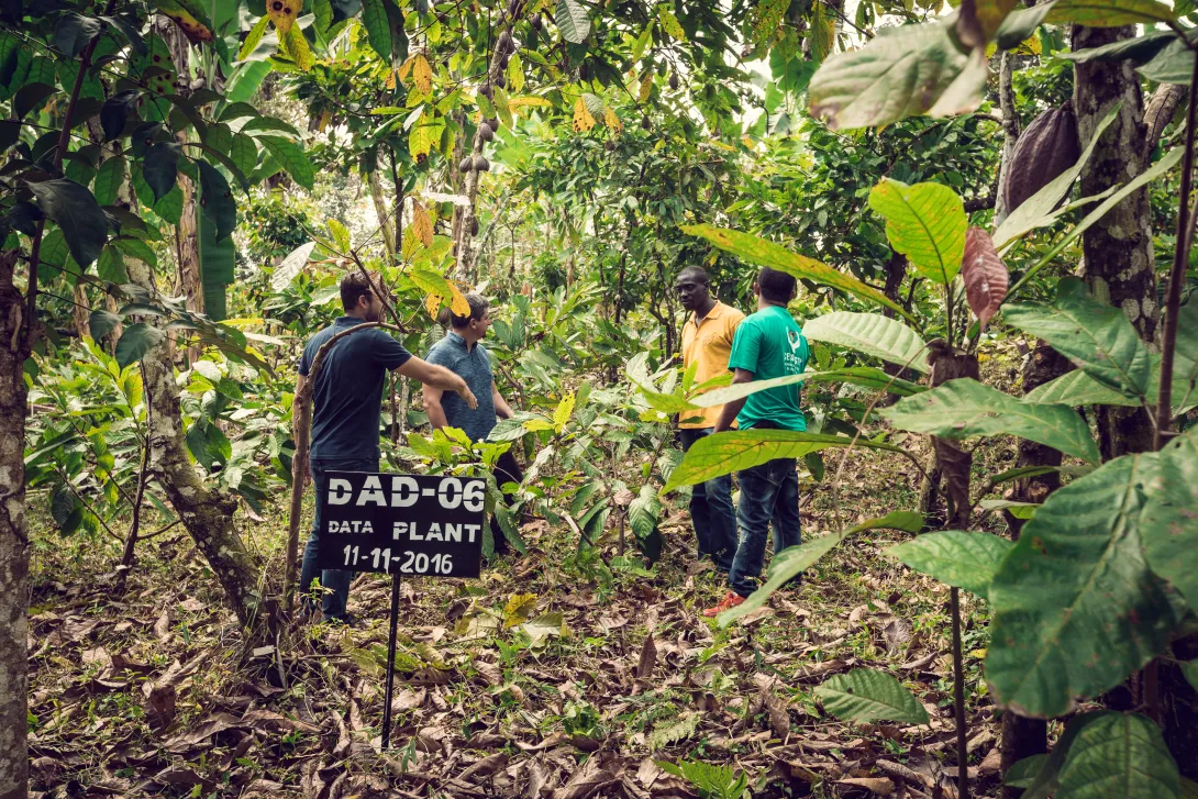 KAOKA AFRIQUE CACAO