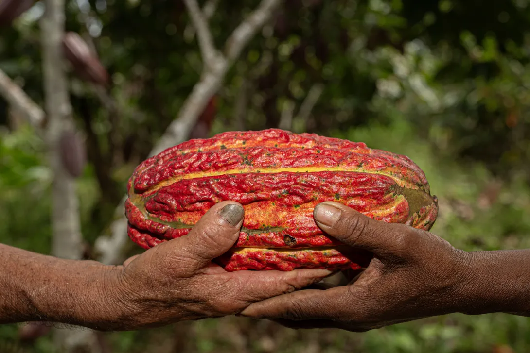 Cacao Excelence