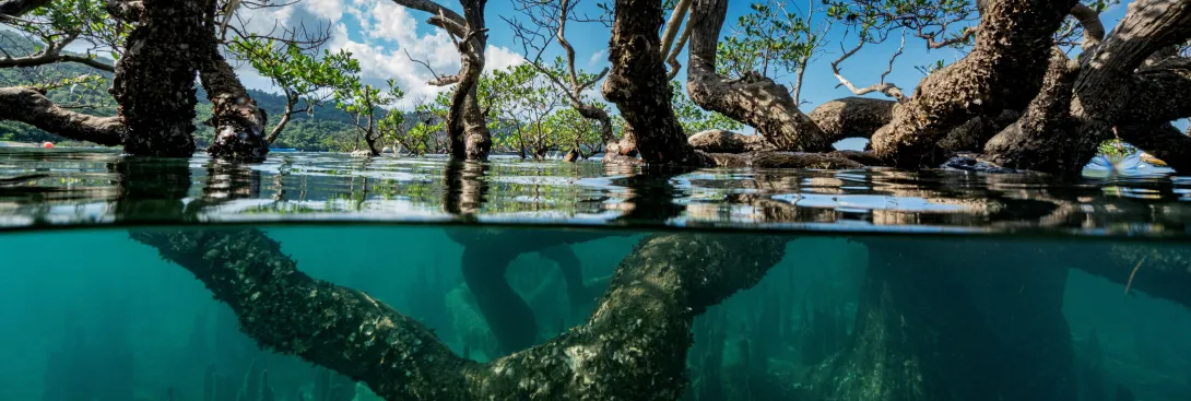 Mangroves Image sou marine Mayotte